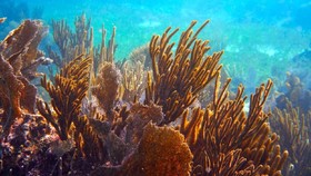 Bali Jadi Tuan Rumah Konferensi Laut Sedunia