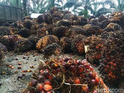 Cara Petani Sawit Genjot Produktivitas