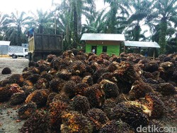 Eropa Siapkan Jurus Baru Tangkal Sawit RI Pakai Isu Keamanan Pangan