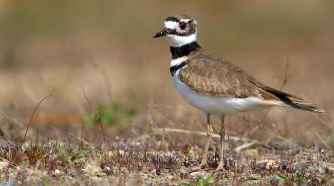 Pemerintah Kanada menyatakan Bluefest boleh digelar setelah kawanan Burung Killdeer meninggalkan kawasan tersebut.