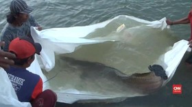 VIDEO: Sayembara Ikan Predator Arapaima