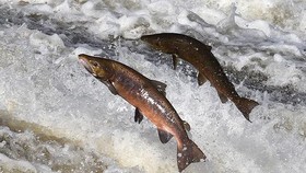Pembudidayaan Modern Ikan Salmon ala Norwegia