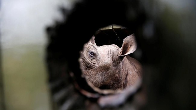 FOTO: Menyelamatkan Badak Hitam Kenya