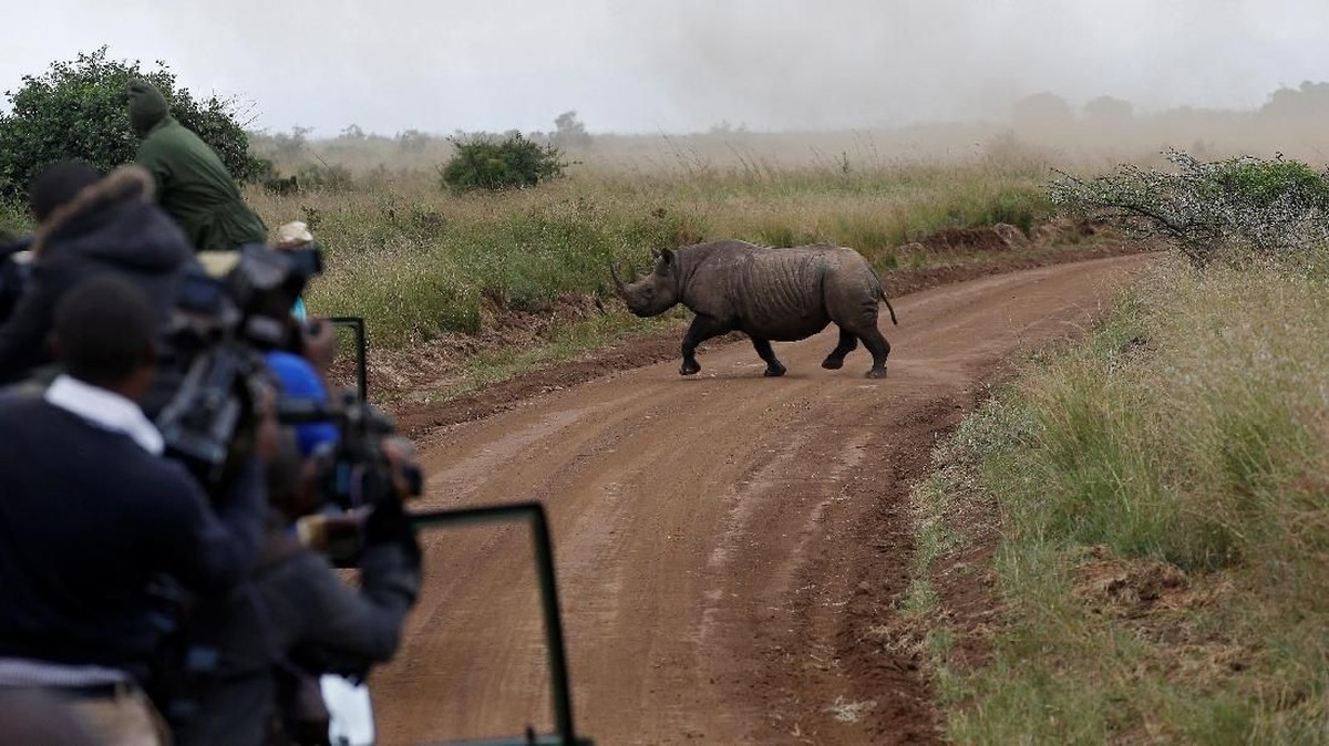 FOTO: Menyelamatkan Badak Hitam Kenya