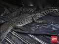 BKSDA Hentikan Sementara Penyisiran Buaya di Kali Grogol