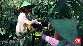 Upacara Panen Kopi Sengon, Simbol Kawin Sri dan Joko