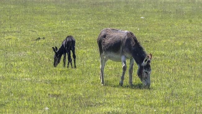 Amasijos, 'Betina Genit' Pemenang Kontes Kecantikan Keledai