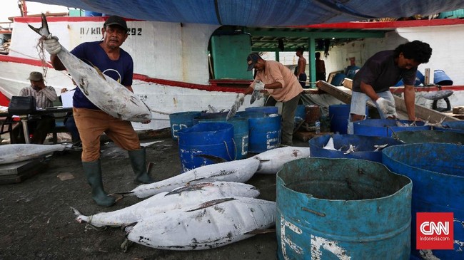 Para pekerja membongkar muatan ikan tongkol dan tuna yang sudah dibekukan dari kapal tangkapan nelayan di Pelabuhan Perikanan Nizam Zachman , Muara Baru, Jakarta, Senin, 2 Juli 2018. Selain memenuhi permintaan pasar lokal, hasil tangkapan ikan tongkol dan tuna dengan ukuran dan kualitas tertentu juga dipakai untuk memenuhi permintaan pasar ekspor. CNNIndonesia/Safir Makki