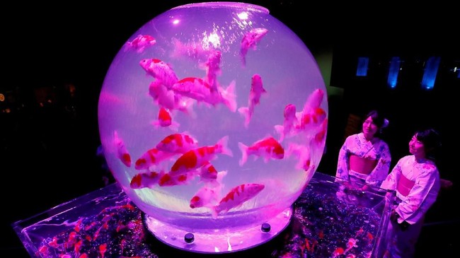 FOTO: Ikan Menari di Art Aquarium Jepang
