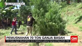 Pemusnahan 70 Ton Ganja Basah