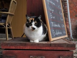 Kafe di Dubai Ini Jadi Tempat Nongkrong dan Adopsi Kucing