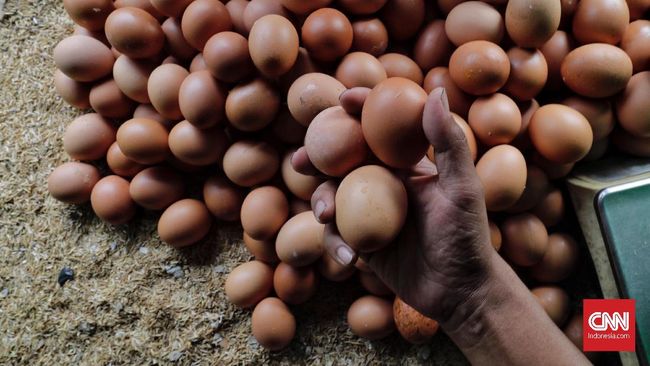 Mengutip data PIHPS, tren harga telur ayam terus turun di tengah kenaikan harga pakan ternak ayam.