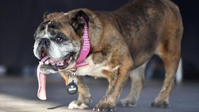 Zsa Zsa, Anjing Terjelek di Dunia Meninggal