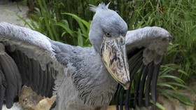 Burung Purba Hinggap di Singapura