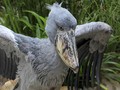 Burung Purba Hinggap di Singapura