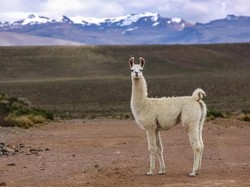 Antibodi Hewan Llama Diuji Klinis untuk Lumpuhkan COVID-19