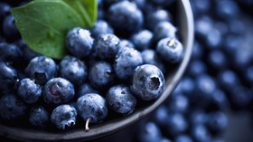 Cara Mudah Menanam dan Merawat Blueberry dengan Pot