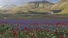 Lukisan Monet di Padang Bunga Castelluccio