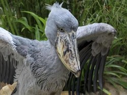 Ini Dia Burung Terseram di Dunia, Suka Mangsa Anak Buaya