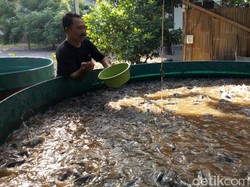 Mau Budidaya Ikan di Tengah Pandemi, ke Mana Cari Modalnya?
