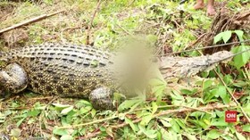 VIDEO: Aksi Warga Bantai 292 Buaya di Sorong