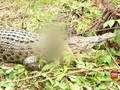 VIDEO: Aksi Warga Bantai 292 Buaya di Sorong