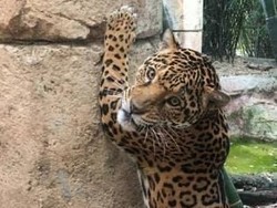 Jangan Ditiru! Pria Lompat Masuk ke Kandang Jaguar, Berujung Ambyar