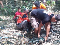 Cara Menangkap Buaya yang Masuk Permukiman Warga
