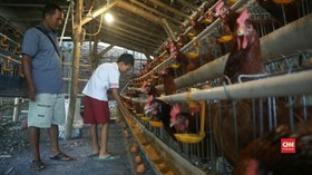 VIDEO: Pakan Mahal Disebut Jadi Penyebab Harga Telur Tinggi