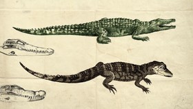 Beda Buaya dan Aligator
