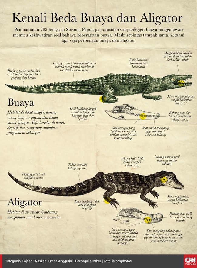 Buaya dan aligator memang tampak mirip, tapi berikut sejumlah perbedaan keduanya.