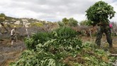 FOTO: Pemusnahan Surga Ganja di Meksiko Marinir Meksiko dikerahkan dalam operasi pemusnahan ganja di Sierra Juarez, Ensenada, belum lama ini.