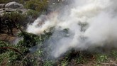 FOTO: Pemusnahan Surga Ganja di Meksiko Marinir Meksiko dikerahkan dalam operasi pemusnahan ganja di Sierra Juarez, Ensenada, belum lama ini.