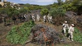 FOTO: Pemusnahan Surga Ganja di Meksiko Marinir Meksiko dikerahkan dalam operasi pemusnahan ganja di Sierra Juarez, Ensenada, belum lama ini.