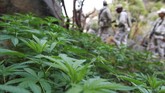 FOTO: Pemusnahan Surga Ganja di Meksiko Marinir Meksiko dikerahkan dalam operasi pemusnahan ganja di Sierra Juarez, Ensenada, belum lama ini.