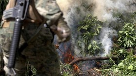 FOTO: Pemusnahan Surga Ganja di Meksiko