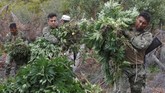 FOTO: Pemusnahan Surga Ganja di Meksiko Marinir Meksiko dikerahkan dalam operasi pemusnahan ganja di Sierra Juarez, Ensenada, belum lama ini.