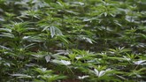 FOTO: Pemusnahan Surga Ganja di Meksiko Marinir Meksiko dikerahkan dalam operasi pemusnahan ganja di Sierra Juarez, Ensenada, belum lama ini.
