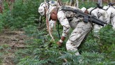 FOTO: Pemusnahan Surga Ganja di Meksiko Marinir Meksiko dikerahkan dalam operasi pemusnahan ganja di Sierra Juarez, Ensenada, belum lama ini.