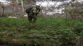 FOTO: Pemusnahan Surga Ganja di Meksiko Marinir Meksiko dikerahkan dalam operasi pemusnahan ganja di Sierra Juarez, Ensenada, belum lama ini.