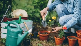 Tukang Kebun Swedia yang Bikin 'Geger' Warga Jepang