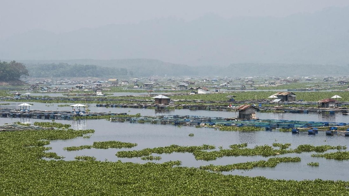 FOTO: 'Menertibkan' Eceng Gondok di Waduk Cirata