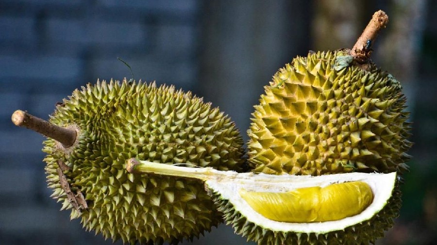 33+ Gambar Lucu Makan Duren | Itani Gambar