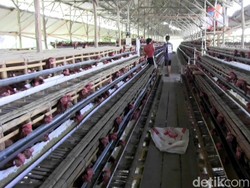 12 Juta Pegawai Peternakan Ayam Terancam PHK