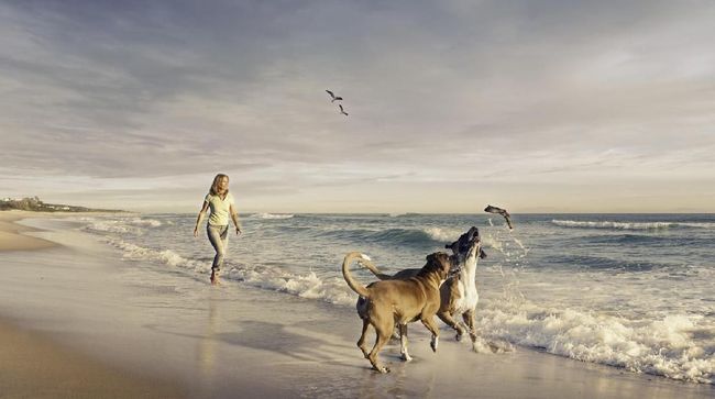 Selain terik matahari, ada hal lain yang juga mengancam kesehatan anjing saat diajak bermain ke pantai.
