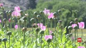 VIDEO: Perselingkuhan Petani Afghanistan dari Opium ke Mawar