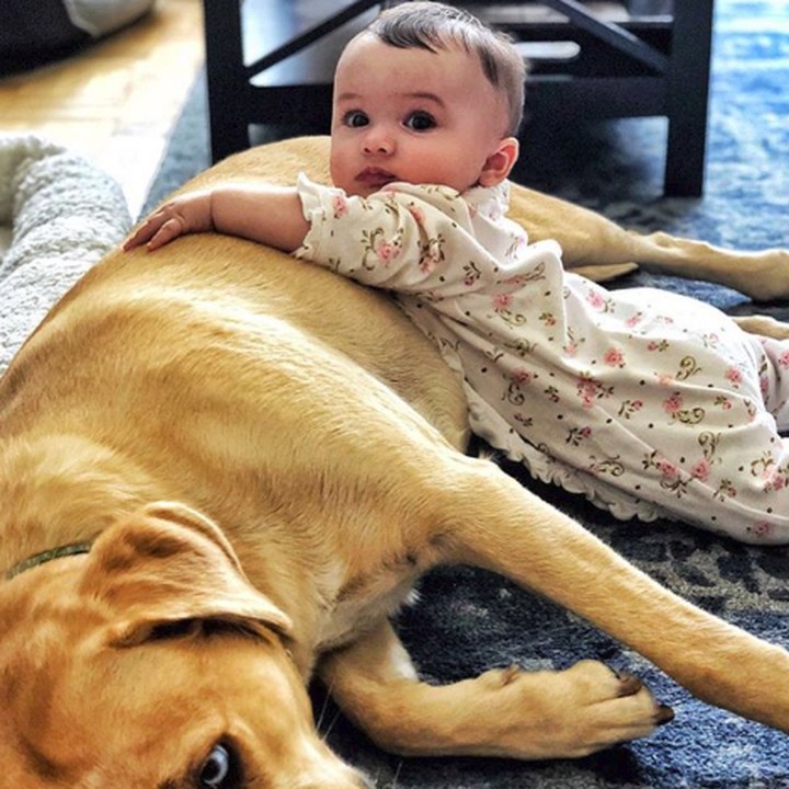 <p>Seperti anjing bernama Reese ini. Dia menjaga bayi tuannya lho. (Foto: Instagram @reesespieces_thedog)</p>