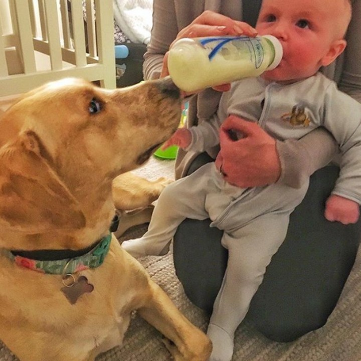 <p>Waktu bayi diberi susu, Reese ikut membantu menyangga botolnya lho. Menggemaskan banget deh. (Foto: Instagram @reesespieces_thedog)</p>
