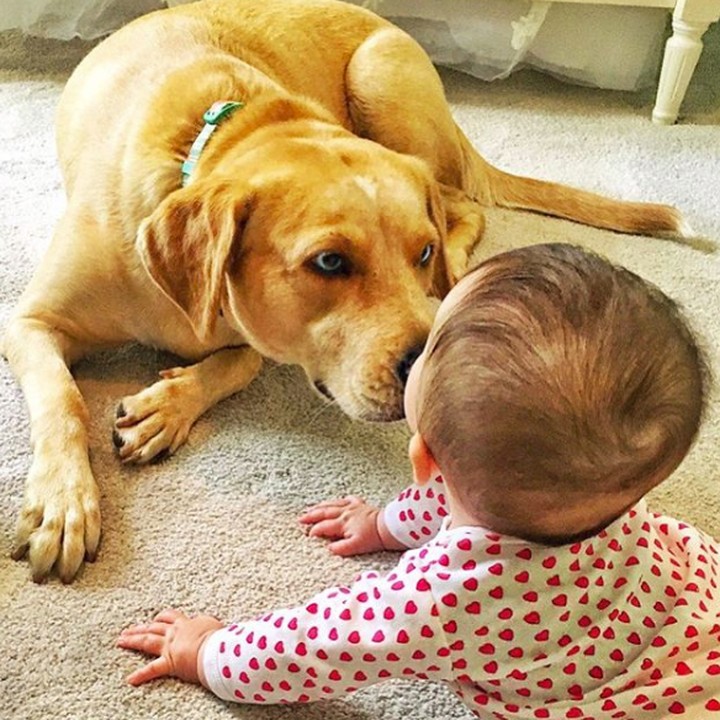 <p>Jika anjing dirawat dari kecil dan terbiasa dengan manusia, bukan nggak mungkin anjing jadi teman paling setia. Termasuk bagi bayi. (Foto: Instagram @reesespieces_thedog)</p>