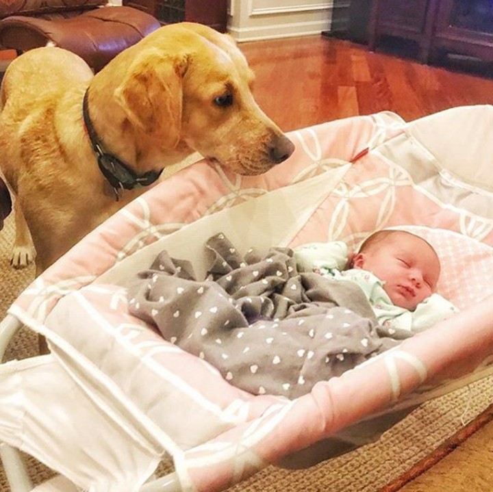 <p>So sweet banget. Reese sering menengok si bayi yang lagi berada di tempat tidur. (Foto: Instagram @reesespieces_thedog)</p>